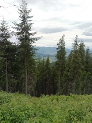 Vând teren în Bucovina 