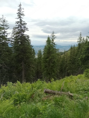Vând teren în Bucovina  - imagine 4