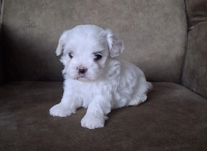 Bichon Bolognese disponibili imediat 