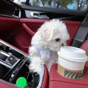 Bichon Bolognese disponibili imediat  - imagine 2