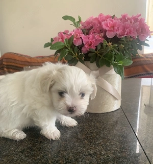 Bichon Bolognese disponibili imediat  - imagine 3