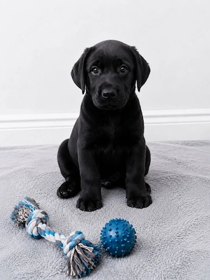 Labrador baieței și fetițe superbi - imagine 2