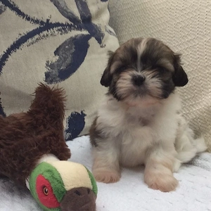 Bichon băieței și fetițe 