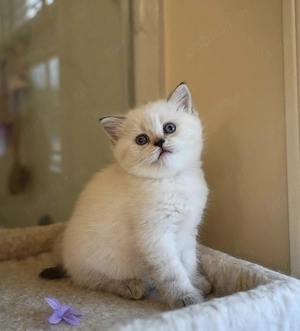 British shorthair