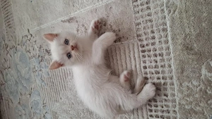 British shorthair puișori - imagine 2