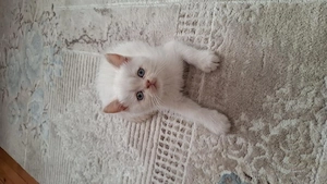 British shorthair puișori