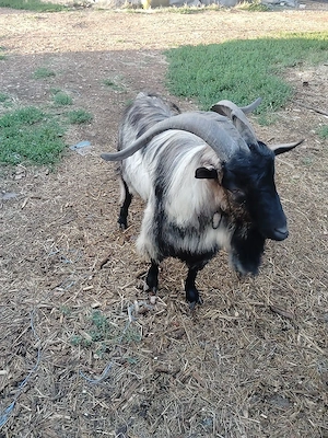 Vând țap Alpin francez cu Anglia nubian