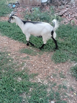 Vând țap Alpin francez cu Anglia nubian