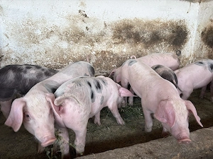 Purcei de vanzare
