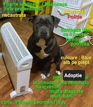 Amstaff Blue fata   Adoptie - imagine 3