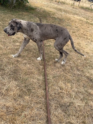 Dog German - Great Dane mascul  - imagine 5