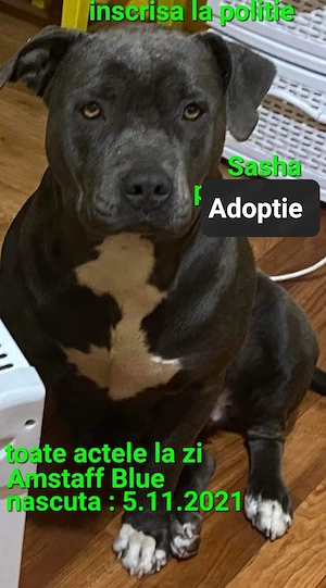Amstaff Blue fata   Adoptie - imagine 5