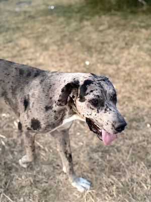 Dog German - Great Dane mascul  - imagine 2