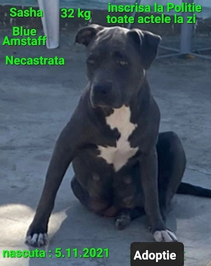 Amstaff Blue fata   Adoptie - imagine 2