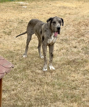 Dog German - Great Dane mascul 