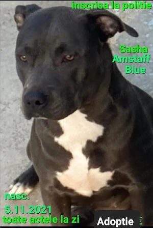 Amstaff Blue fata   Adoptie - imagine 4