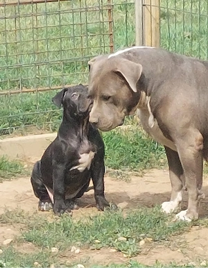 Femeluta American Bully XL - imagine 4