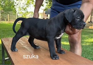 Femeluta American Bully XL