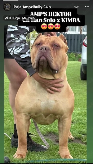Femeluta American Bully XL - imagine 3
