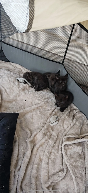 Ofer 4 pui de pisica spre adoptie  - imagine 2