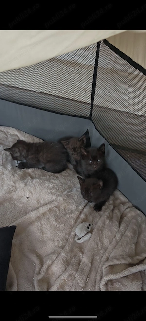 Ofer 4 pui de pisica spre adoptie 