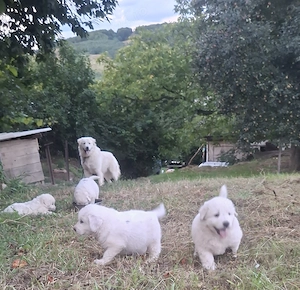 Vând căței bălani 