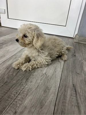 Pui bichon maltez femelă - imagine 4