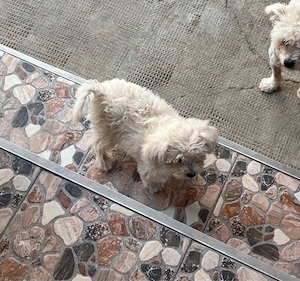 Pui bichon maltez femelă - imagine 3