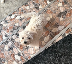 Pui bichon maltez femelă - imagine 2