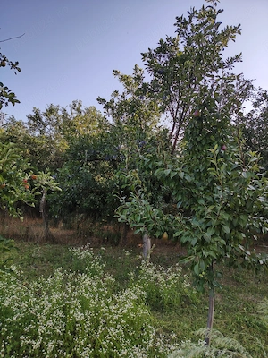 Vand teren intravilan comuna Gherăseni - imagine 3