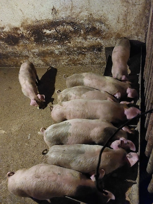 vand purcei landrace cu duroc  - imagine 3