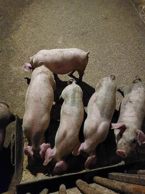 vand purcei landrace cu duroc  - imagine 4