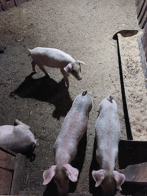 vand purcei landrace cu duroc  - imagine 2