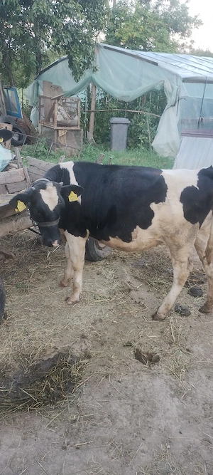Vaca si vitea de vânzare - imagine 3