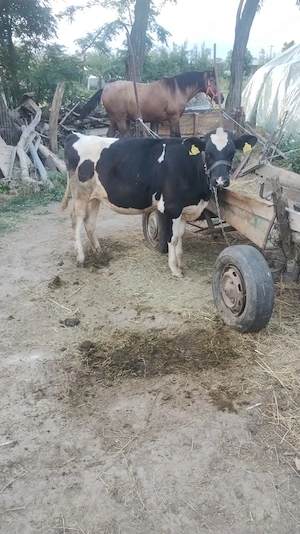 Vaca si vitea de vânzare