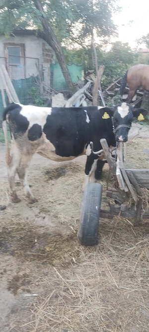 Vaca si vitea de vânzare - imagine 2