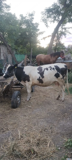 Vaca si vitea de vânzare - imagine 4