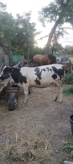 Vaca si vitea de vânzare - imagine 5