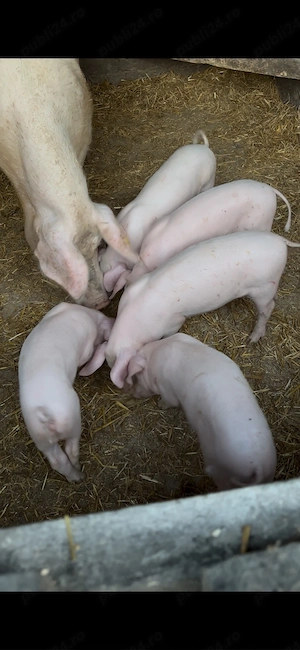 purcei landrace de vanzare