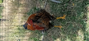 Cocosi wyandotte de vanzare