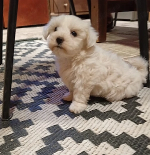  Bichon maltese alb