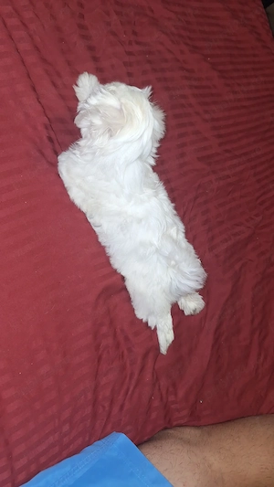 Bichon maltez miny toy Fetiță  - imagine 2