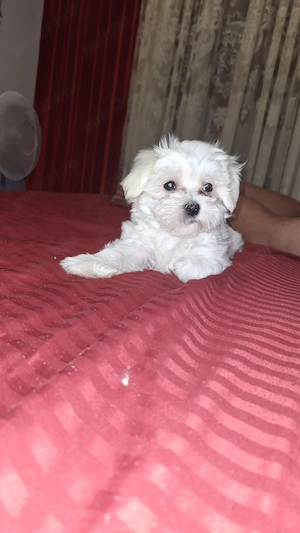 Bichon maltez miny toy Fetiță 