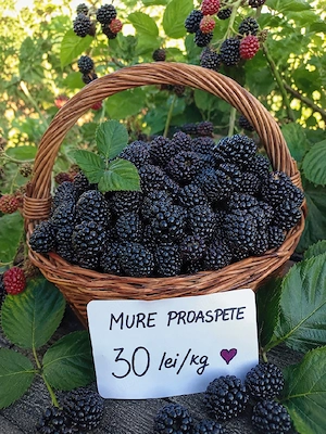 Mure de vânzare 