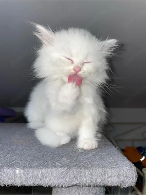 Pui British Shorthair   își caută o familie iubitoare - imagine 4