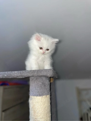 Pui British Shorthair   își caută o familie iubitoare - imagine 2