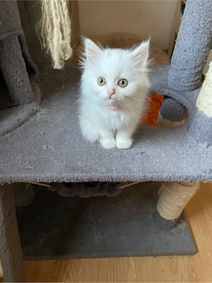 Pui British Shorthair   își caută o familie iubitoare - imagine 5