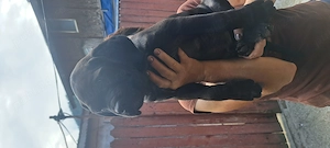 Caini Cane Corso,au 10 săptămâni, toată schema de vaccinare,carnet de sanatate,provin din părinți ca - imagine 3