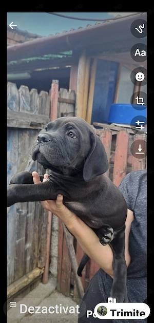 Caini Cane Corso,au 10 săptămâni, toată schema de vaccinare,carnet de sanatate,provin din părinți ca - imagine 5