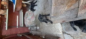 Caini Cane Corso,au 10 săptămâni, toată schema de vaccinare,carnet de sanatate,provin din părinți ca - imagine 2
